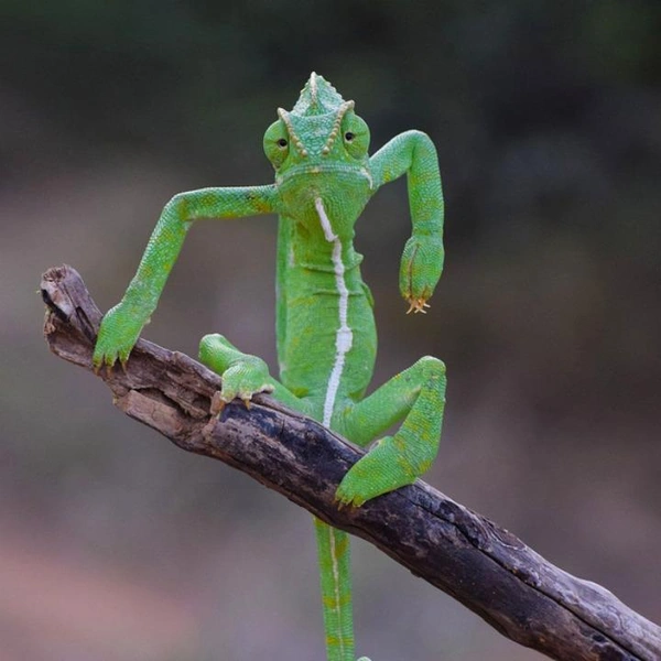 Источник: Gurumoorthy Gurumoorthy / Comedy Wildlife Photography Awards 2021