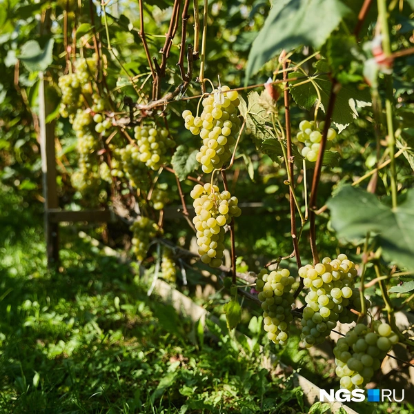 За 15 лет сибирский виноградарь вырастил больше 30 тысяч саженцев, которые разошлись по всей России | Источник: Александр Ощепков / NGS.RU