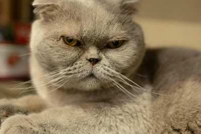 Элегантная кошка Матти ищет дом в Самаре