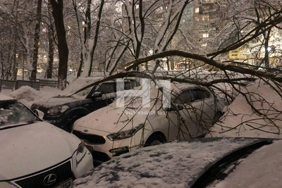 Снежная ветка упала на машины в Нижнем Новгороде