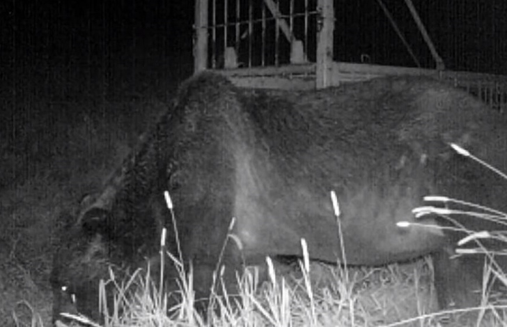 Нападает внезапно и не оставляет следов: медведь-ниндзя 3 года терроризирует японских фермеров