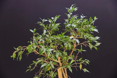 Three houseplants that need almost no care