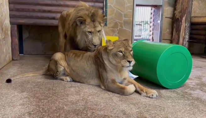 В Ленинградском зоопарке львице Таисии на день рождения преподнесли необычный подарок. Посмотрите, что она с ним сделала | Источник: Ленинградский зоопарк