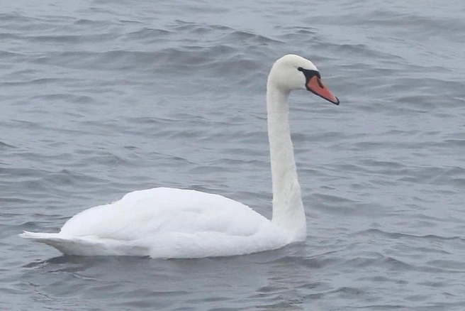 Лебедь остался один на озере в Норильске | Источник: Александр Харитонов