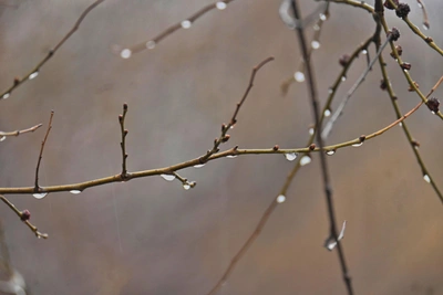 Пятница в Заполярье будет прохладной и дождливой