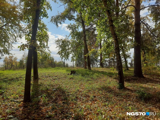 Источник: Анастасия Харламова / NGS70.RU