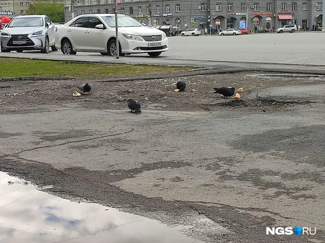 Еще одно замечание по площади Калинина: там часто бывает много мусора на тротуарах | Источник: Илья Калинин / NGS.RU