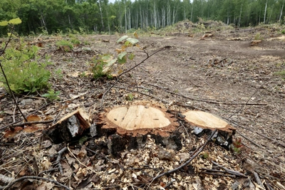 В Омской области вырубили 1,75 млн кубометров леса