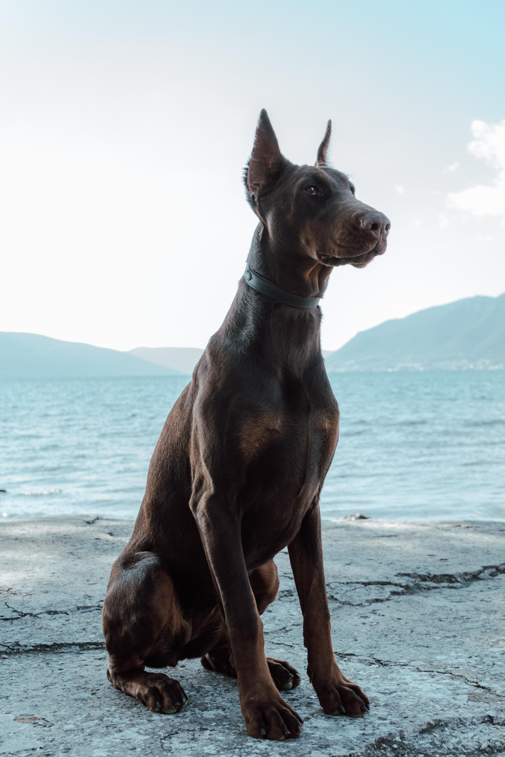 Домашние животные: какие породы больших собак подходят для городской квартиры