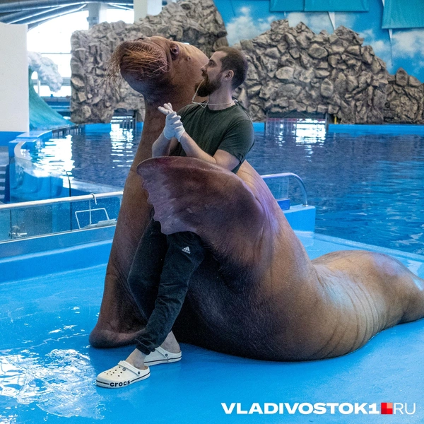 Источник: Елена Буйвол / VLADIVOSTOK1.RU