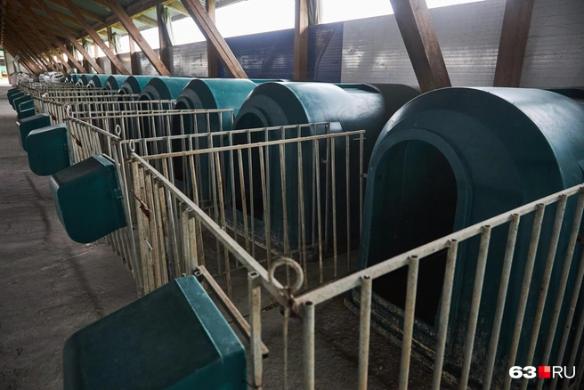 В помещение телят переводят по осени | Источник: Роман Данилкин / 63.RU