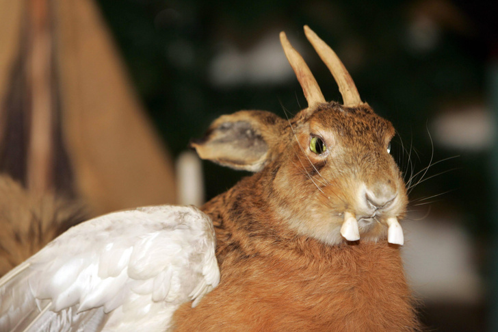 Рогатый заяц: кто такой вольпертингер и почему в Германии его можно встретить на каждом шагу