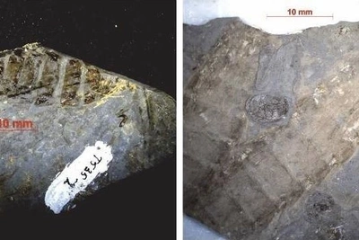 Доисторические насекомые помогли уточнить возраст пород Забайкалья