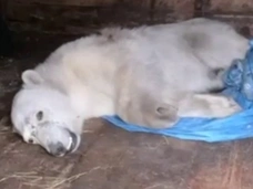 «Вывози! Как можешь вывози!»: в соцсетях молятся, чтобы медведица из Диксона выжила после ранения
