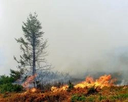На территории Уральского ФО действуют пять лесных пожаров | www.e1.ru