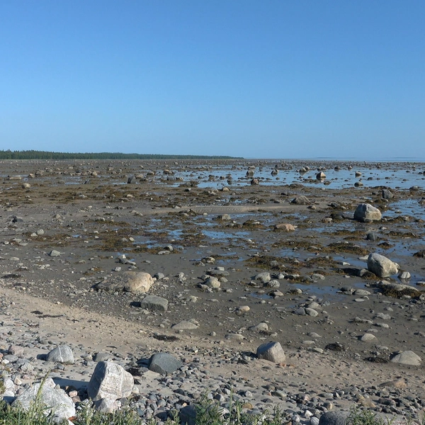 Отлив на Белом море | Источник: Евгений Марсаков