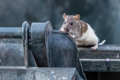 Калининский район лидирует по жалобам на крыс и мусор