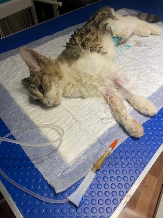 Кот уже восстановился | Источник: «Управление ветеринарии Якутии» / T.me