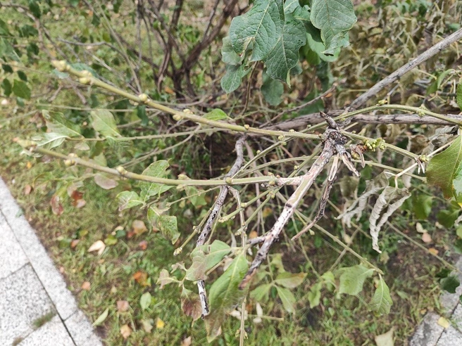 Не на всех ветках заметны признаки весны | Источник: Александра Бруня / NGS.RU