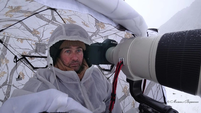 Фотограф-анималист Михаил Вершинин | Источник: Личный архив М. Вершинина