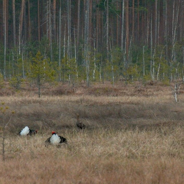 Источник: Павел Глазков / «Каждой твари по паре»