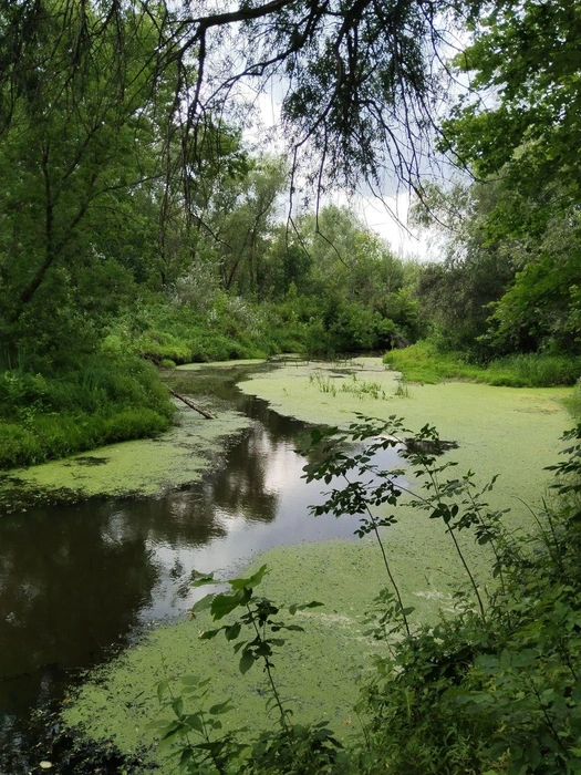 Вода в реке затянута водорослями | Источник: G.E. / T.me
