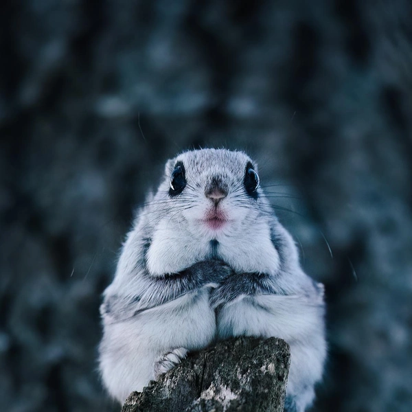 Источник: Tuomas Heinonen / Vuoden Luontokuva 2025