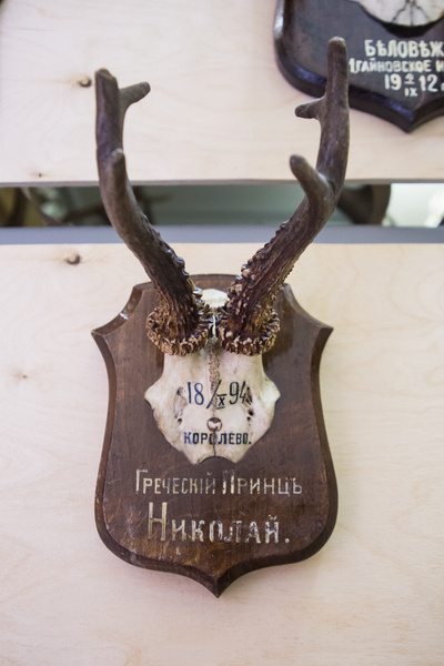 Царские трофеи: как охотились русские цари и почему их трофеи оказалась в запасниках Дарвиновского музея
