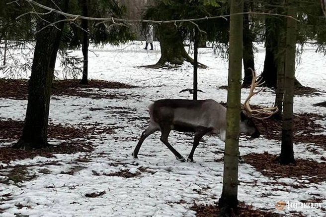 Не только белки. В ЦПКиО олень получил вольную | Источник: читатель «Фонтанки» Алексей