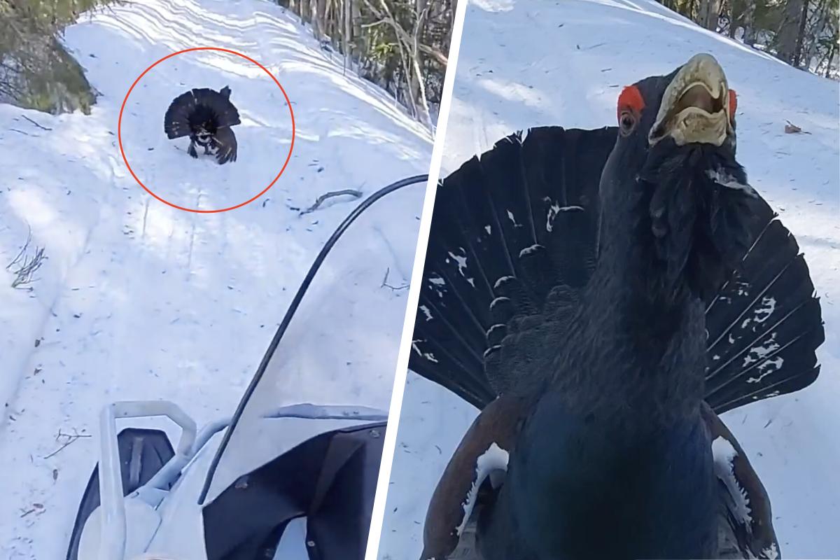 «Вышел грудью на снегоход»: в Архангельской области глухарь не пускал людей в лес