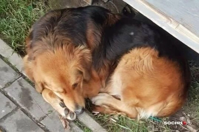 Собаки атаковали жительницу Сочи: полиция расследует
