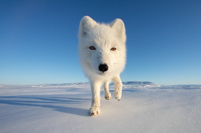 Источник: Amit Eshel / Nature’s Best Photography Awards 2025