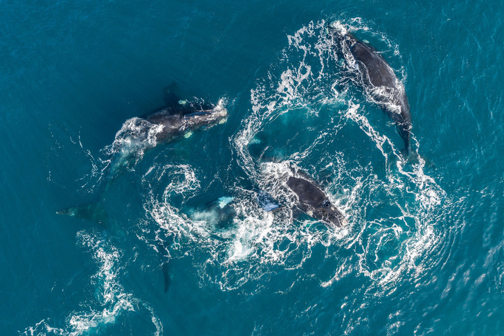 Зафиксирован всплеск рождаемости исчезающих китов