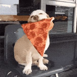 Пес обожал выпрашивать у незнакомцев пиццу: почему он больше не сможет этого делать
