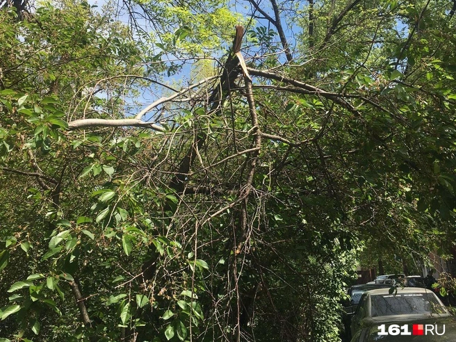 Поломанные деревья висят на электропроводах | Источник: Наталья Гончарова