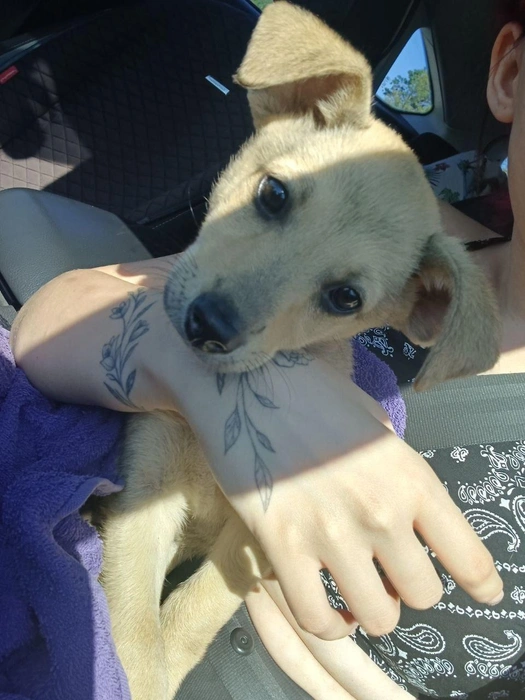 Пуньк в носик! | Источник: читатель 63.RU