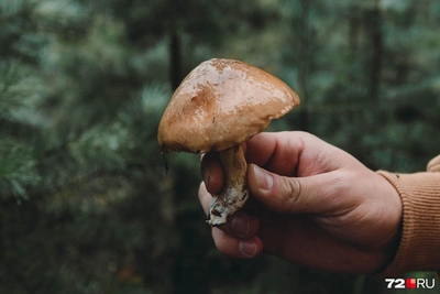 Грибной 2026 год: прогноз от ярославского миколога