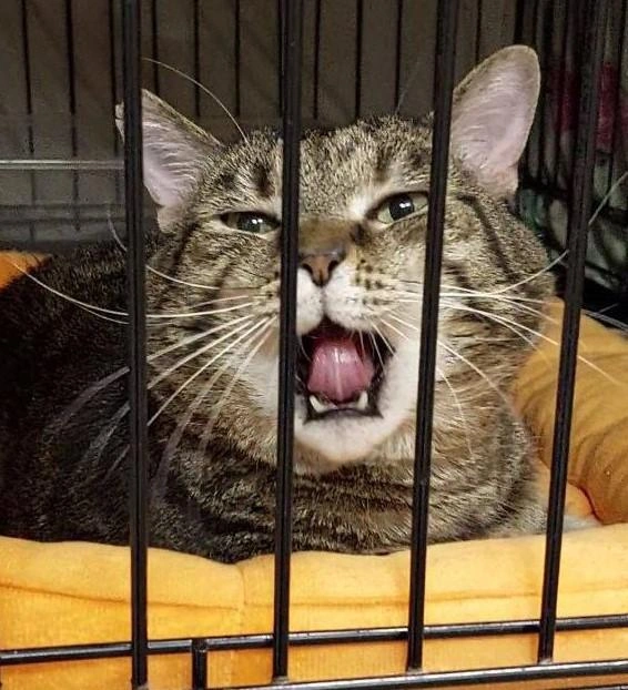 Кот очень ласковый и игривый | Источник: предоставила Наталья Тезина