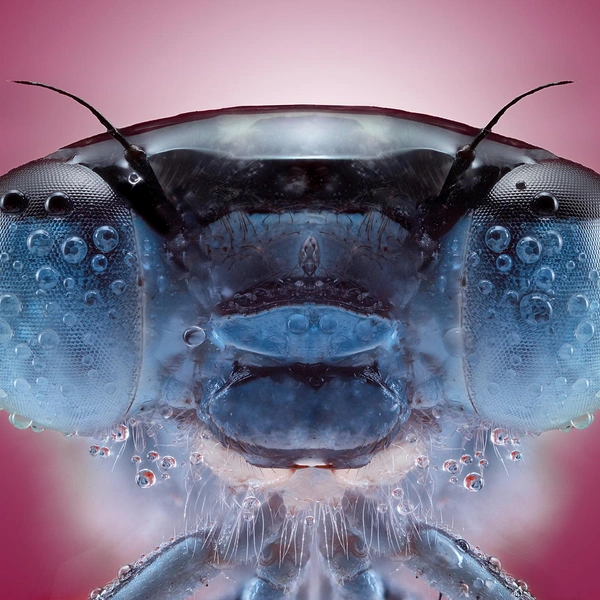 Источник: Pedro Luis Ajuriaguerra Saiz / International Photography Awards 2025