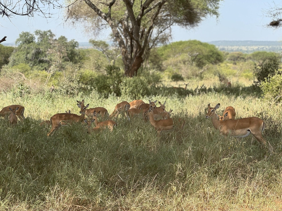 За 5–6 часов, проведенных в парке, можно насмотреться на зверей от души | Источник: Эрдня / Личный архив
