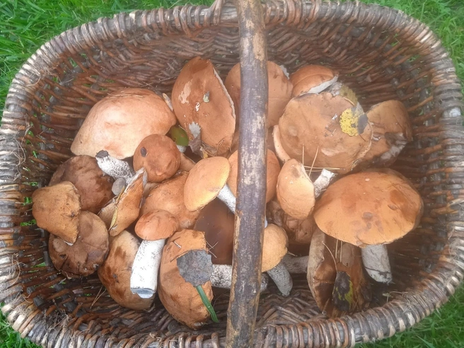 Сезон подосиновиков и подберезовиков продолжается несмотря на установившуюся сухую погоду | Источник: Грибник Лучший / Грибы в Подмосковье 2025 / VK.com