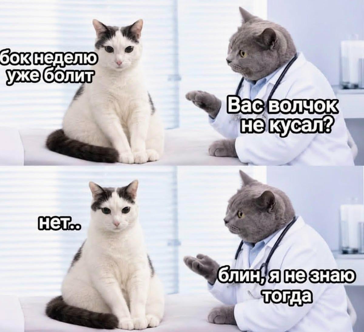И еще коты и юмор :-) Здравствуйте, уважаемые, Приятного, времени, суток