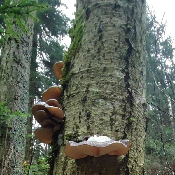 Вешенки из Можайского района области | Источник: Екатерина Юдина / Грибы в Подмосковье 2025 / VK.com