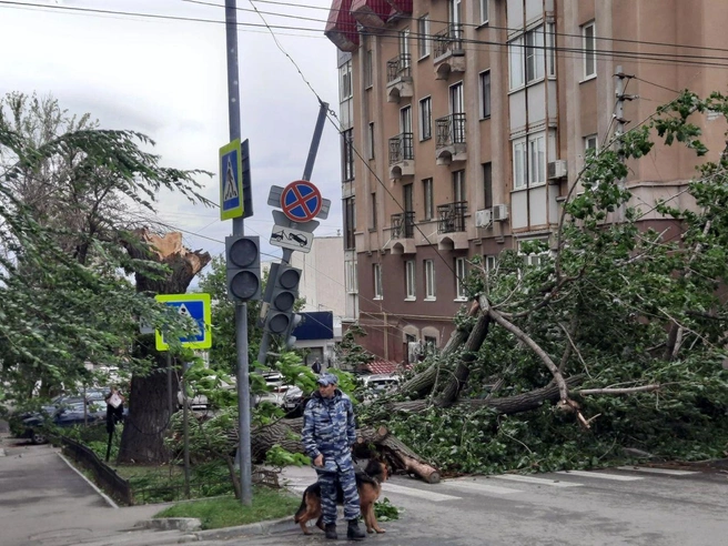 Огромный 80-летний тополь перегородил дорогу | Источник: Денис Жабкин