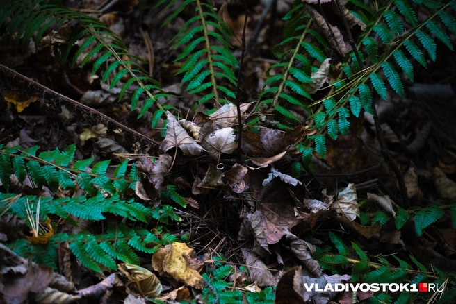 Источник: Елена Буйвол / VLADIVOSTOK1.RU