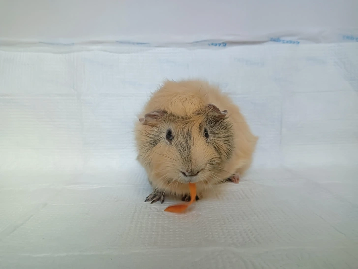 Единственную в мире дейтерированную морскую свинку создали в Сколтехе. Знакомьтесь, Хрюн