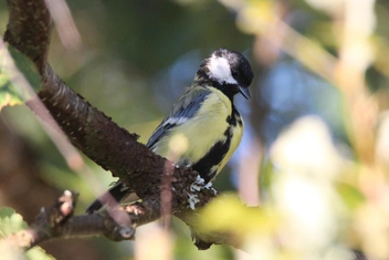 Большая синица.  | Источник: Вера Рыженкова / Нижне-Свирский заповедник 