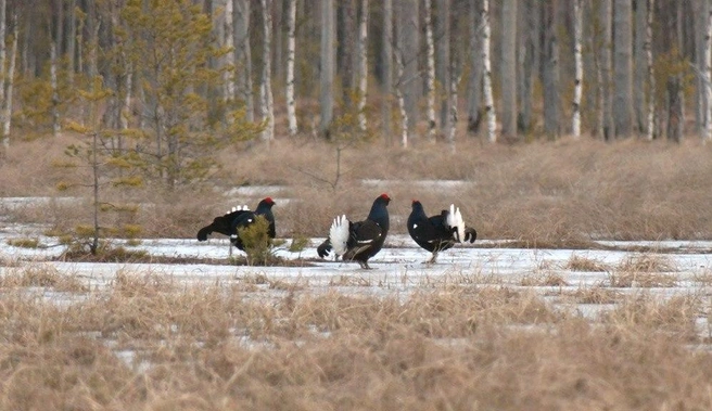 Тетерева начали токовать. Павел Глазков прячется и подсматривает | Источник: Каждой твари по паре | Павел Глазков