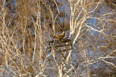 Солнечный орел вернулся с зимовки в Красноярский район
