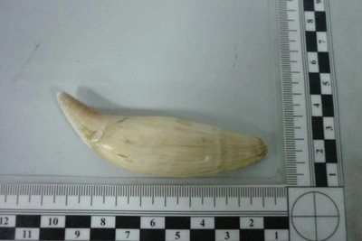 Иностранный турист пытался вывезти клыки и олений чай